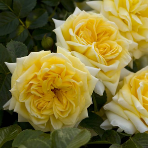 Pokrovne vrtnice - Roza - Nadia® Meillandecor® - 